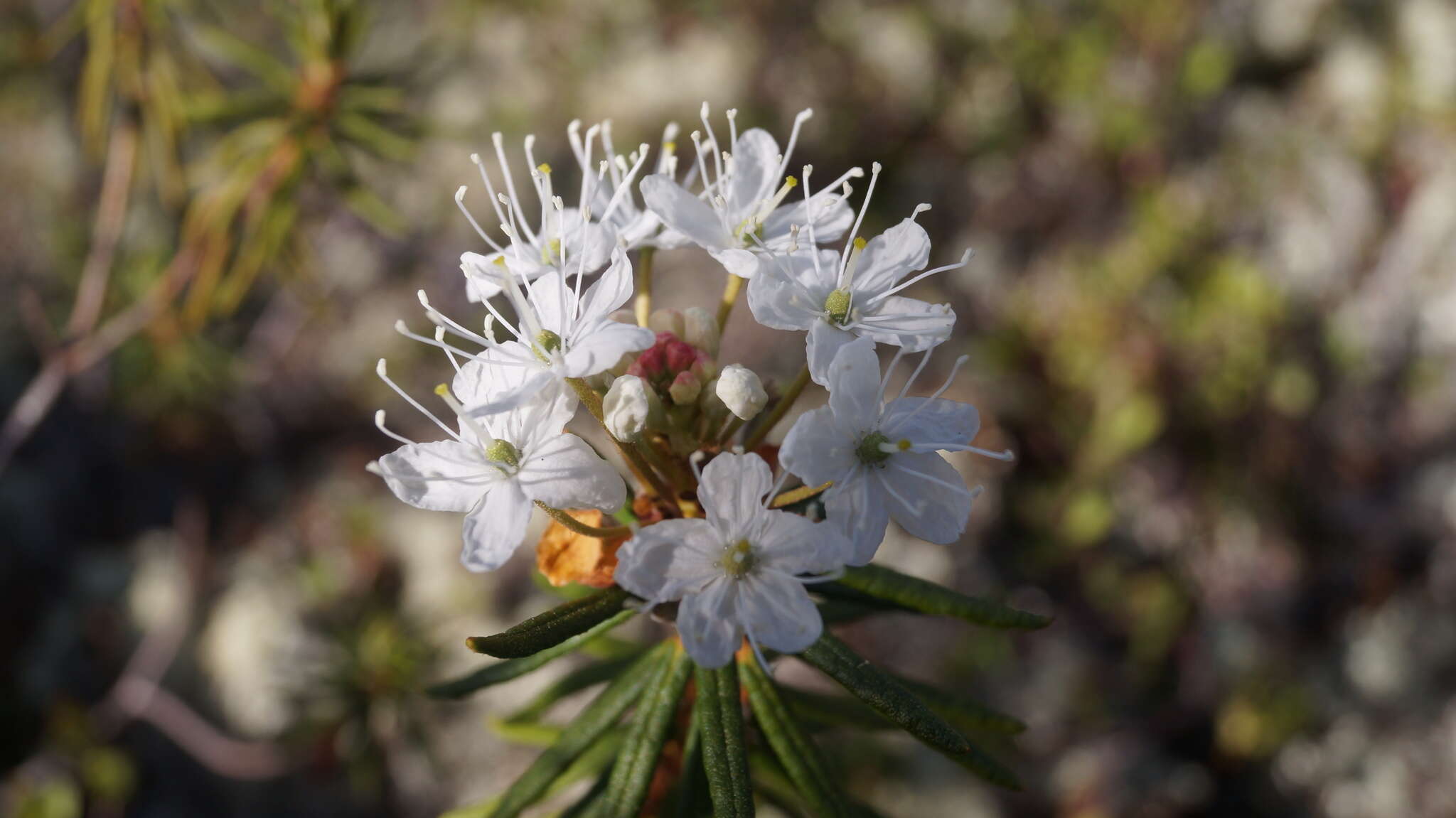 Imagem de Rhododendron tomentosum (Stokes) Harmaja