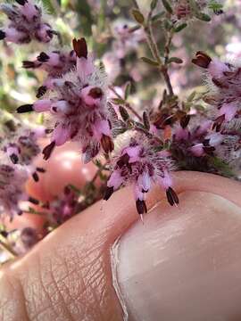 Image of Erica eriocephala Lam.