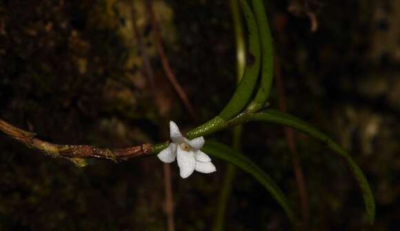 Image of Angraecum pectinatum Thouars