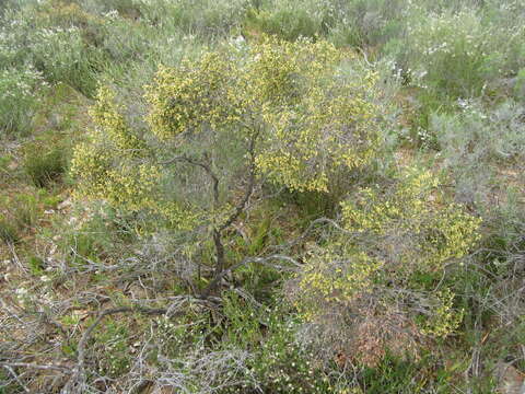 Image of Passerina truncata (Meissn.) Bredenk. & A. E. van Wyk