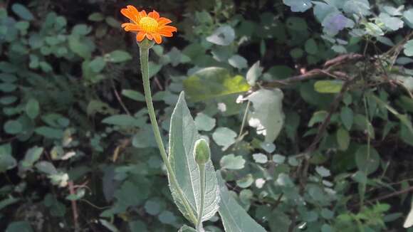 Plancia ëd Lasianthaea crocea (A. Gray) K. M. Becker