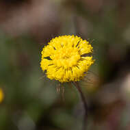 Image of Asteridea athrixioides (Sonder & Mueller) G. Kroner