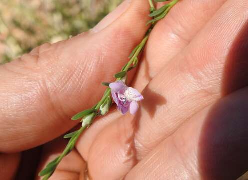 Image of Eremophila divaricata subsp. divaricata