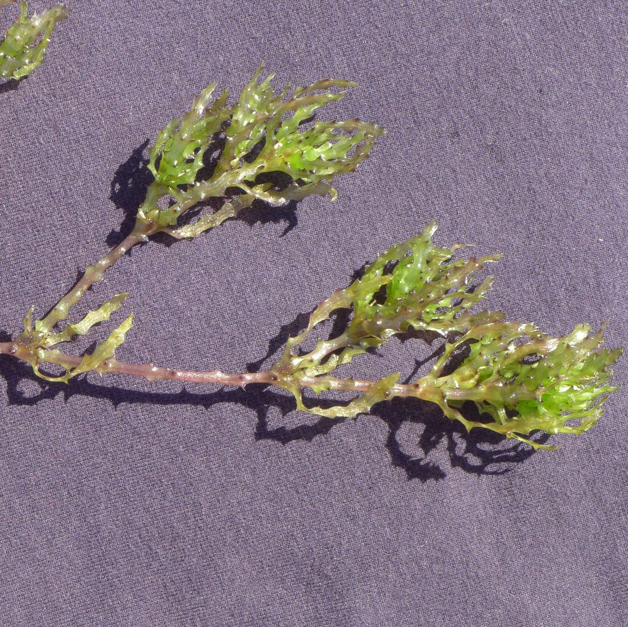 Image of Holly-leaved Naiad