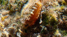Image of rayed pearl oyster