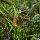 Fritillaria ferganensis Losinsk. resmi