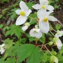 Image of Begonia lachaoensis Ziesenh.