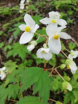 Image of Begonia lachaoensis Ziesenh.