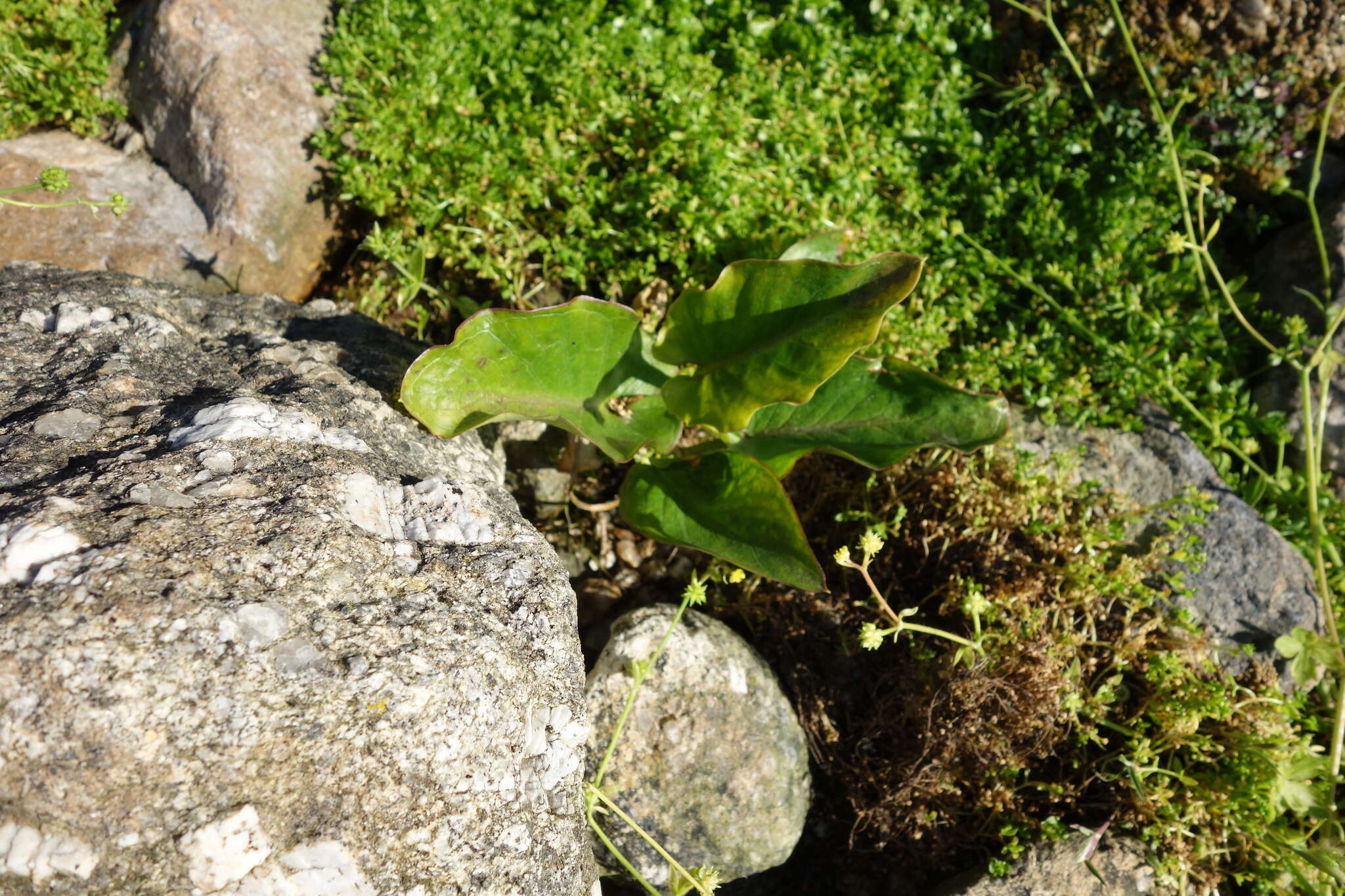 Image of Arum pictum L. fil.