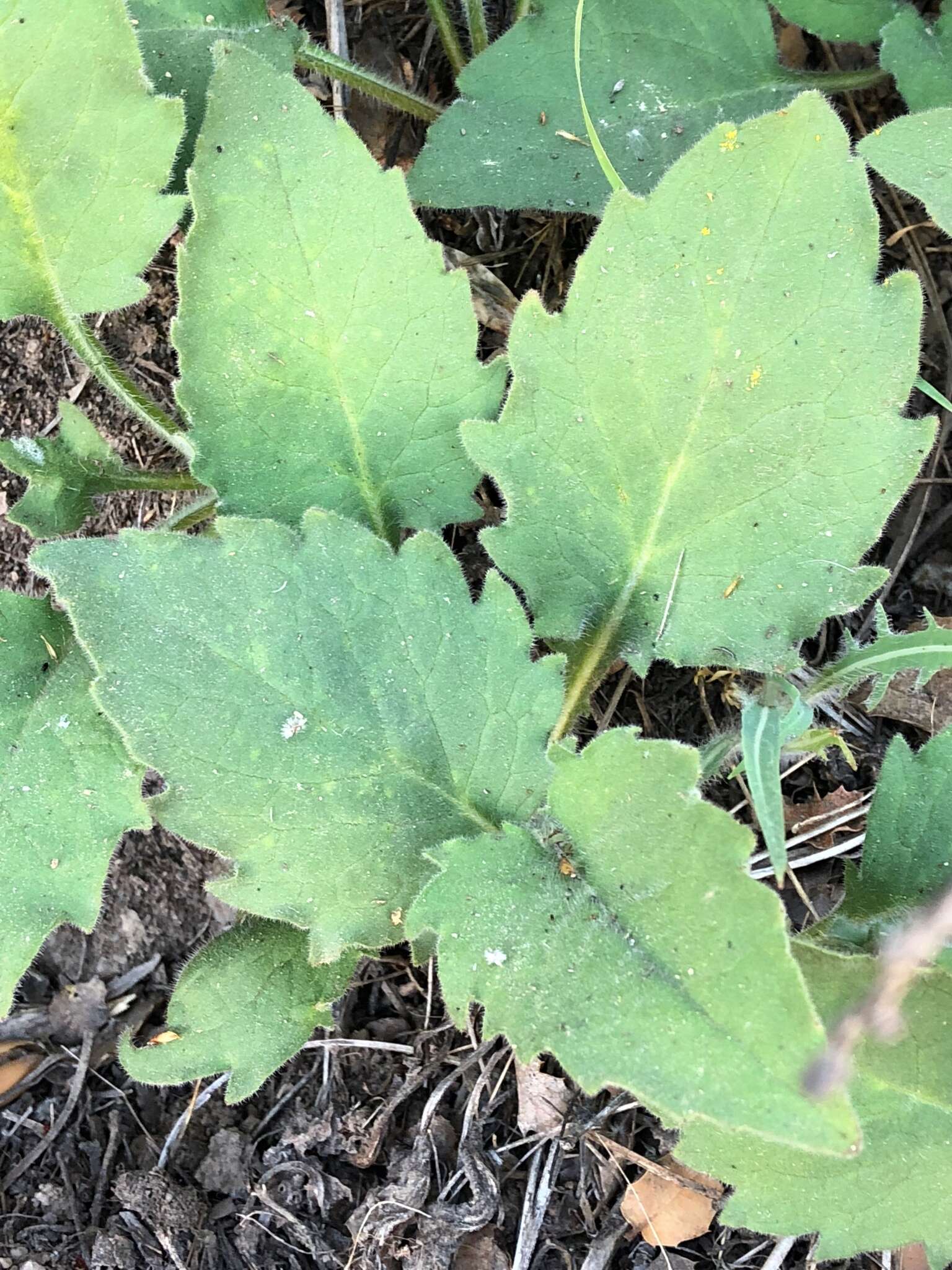 Image of rayless arnica