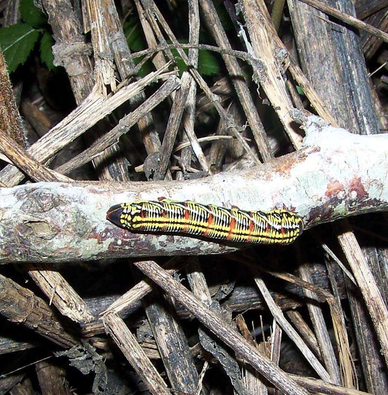 Image of Banded Sphinx