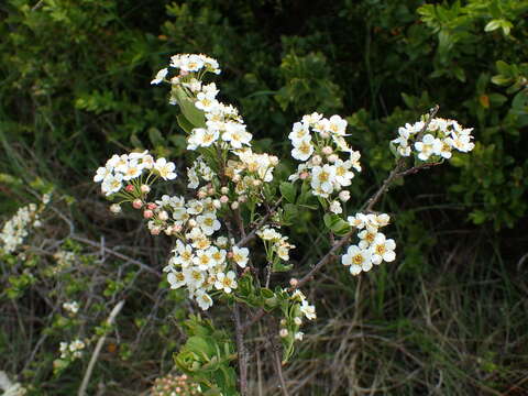 Image of Spiraea hypericifolia subsp. obovata (Waldst. & Kit. ex Willd.) Dostál