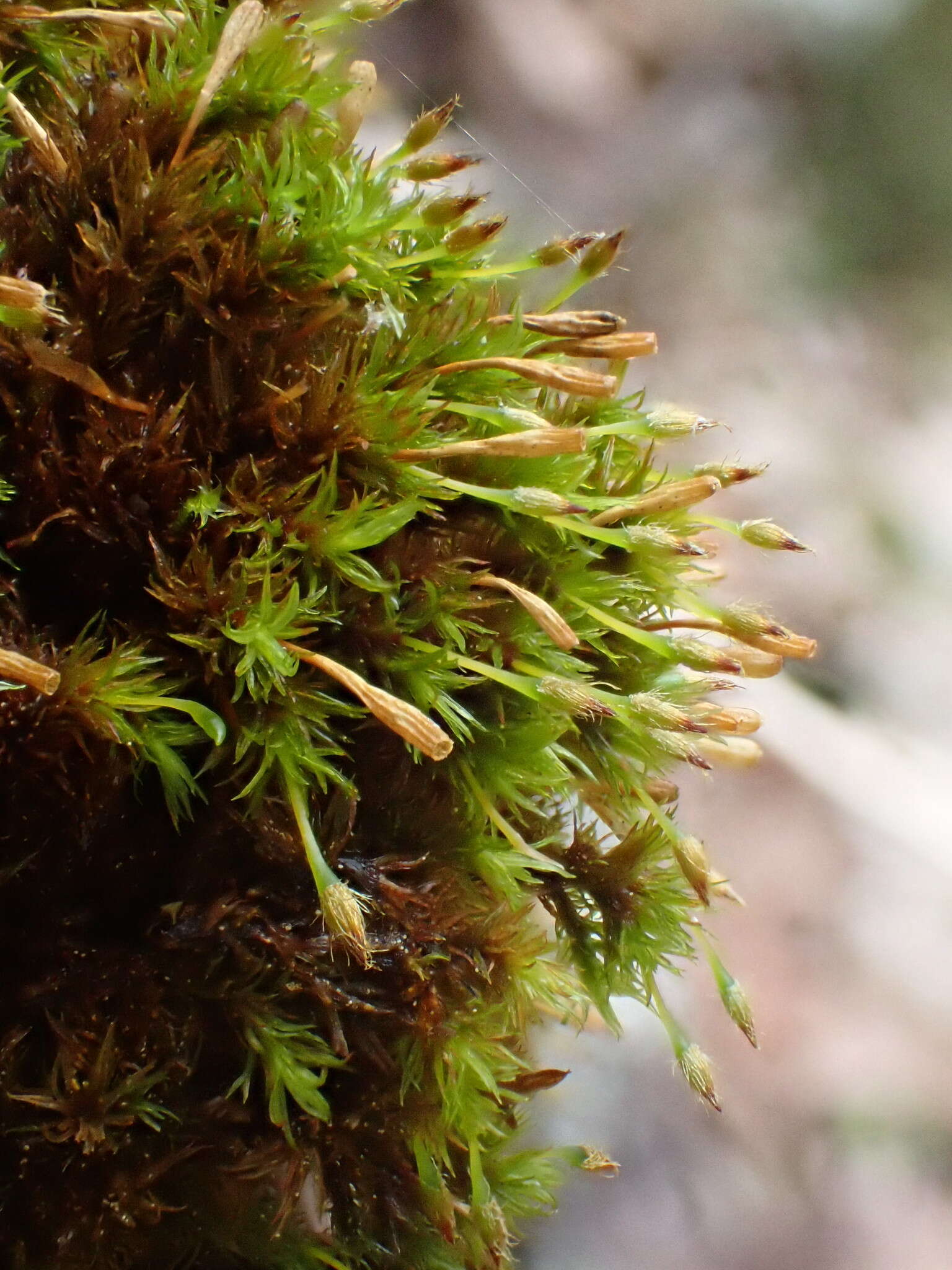 Image of <i>Ulota bruchii</i>