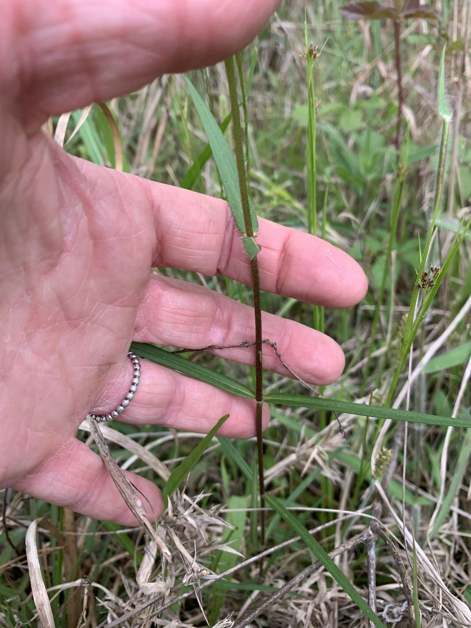 Sivun Phlox pilosa subsp. pulcherrima Lundell kuva