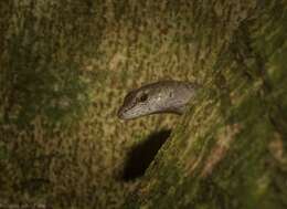 Image of Border Ranges Shadeskink