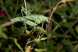 Image of Apache Bush Katydid