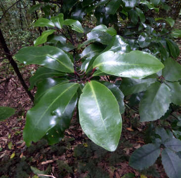 Image of Pseudowintera axillaris (J. R. & G. Forst.) Dandy