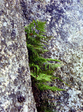 Sivun Dryopteris chinensis (Bak.) Koidz. kuva