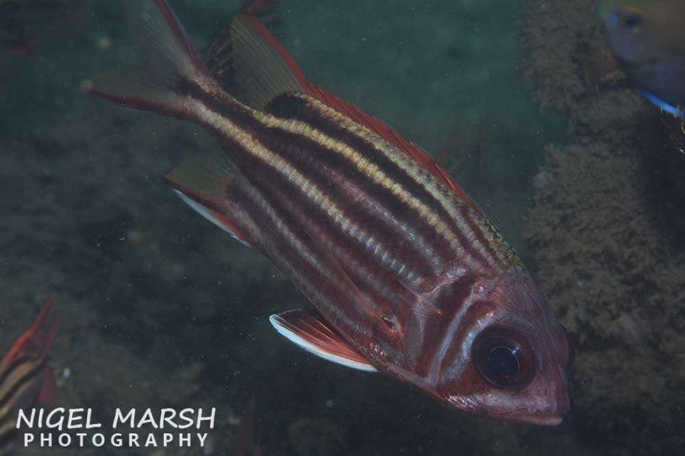 Image of Red Striped Squirrelfish