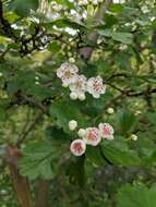 صورة Crataegus media Bechst.