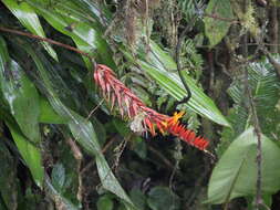 Image of Pitcairnia brittoniana (Mez) Mez