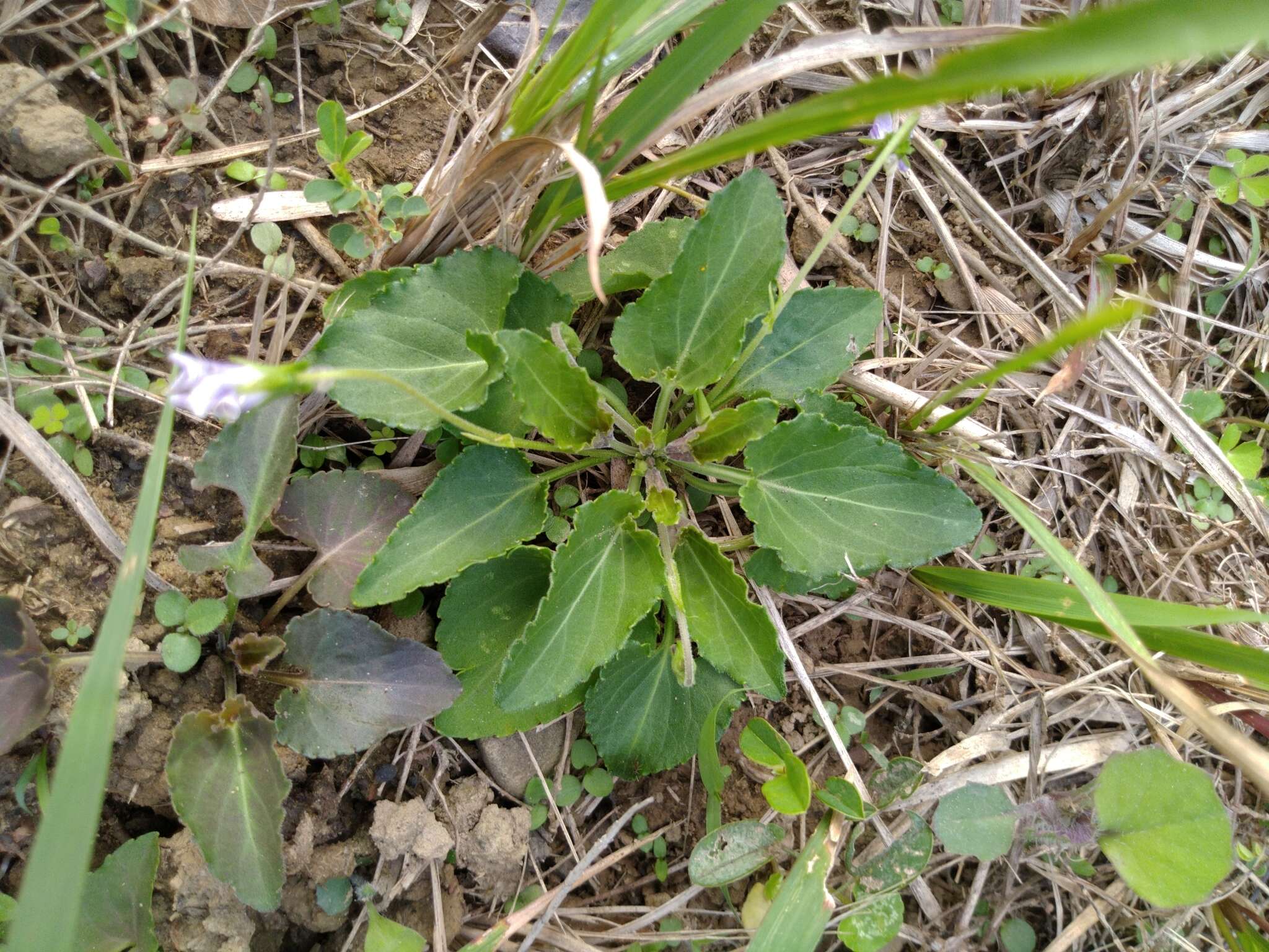 Image of Viola prionantha subsp. confusa (Champion ex Benth.) Y. S. Chen