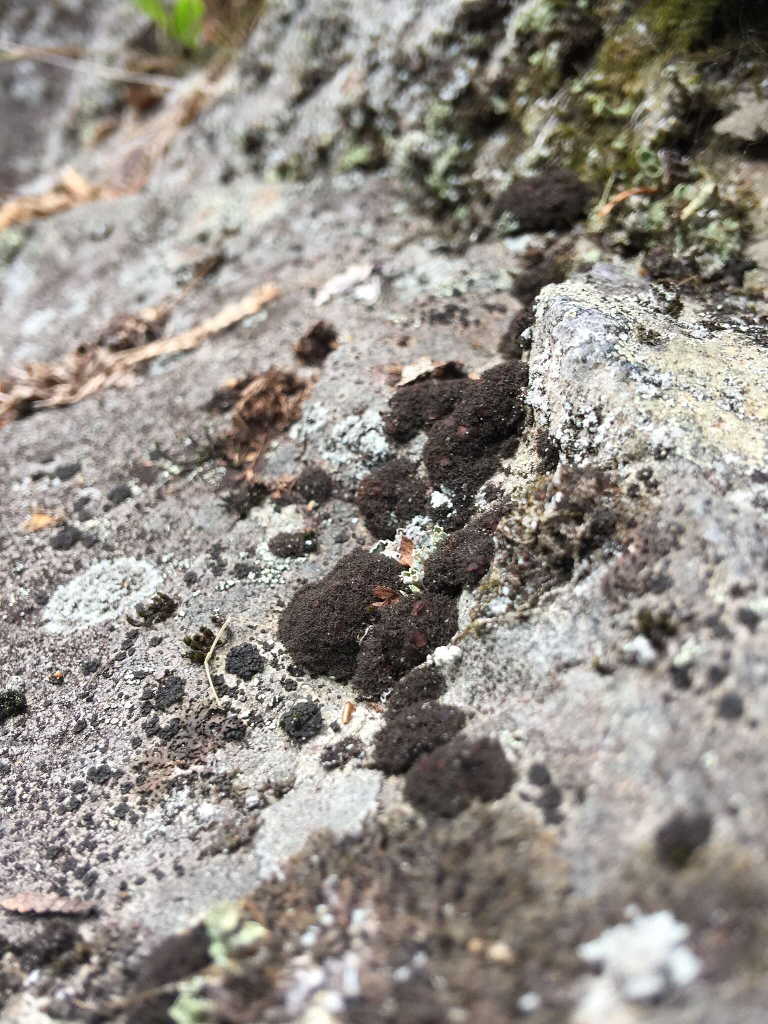 Image of Woollybear lichens