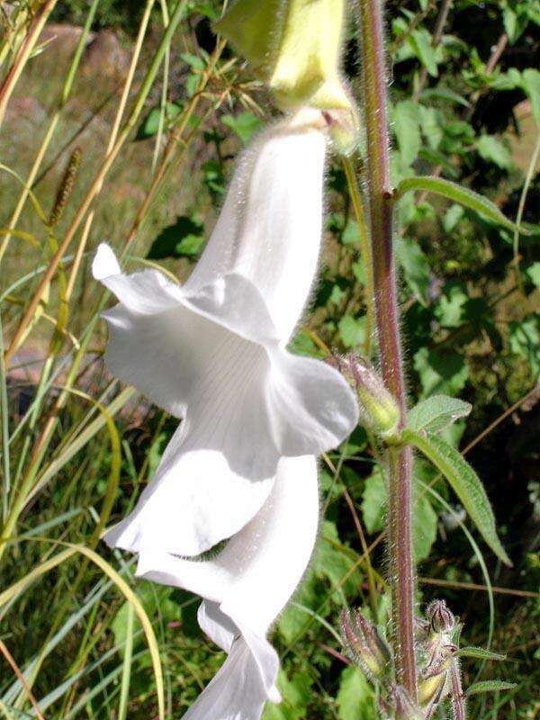 Image of African foxglove