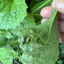 Image of Turnip crinkle virus