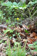 صورة Ranunculus japonicus Thunb.