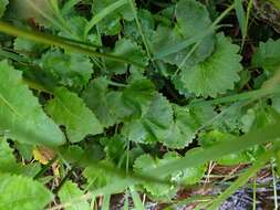 Image of Streambank Pseudosaxifrage