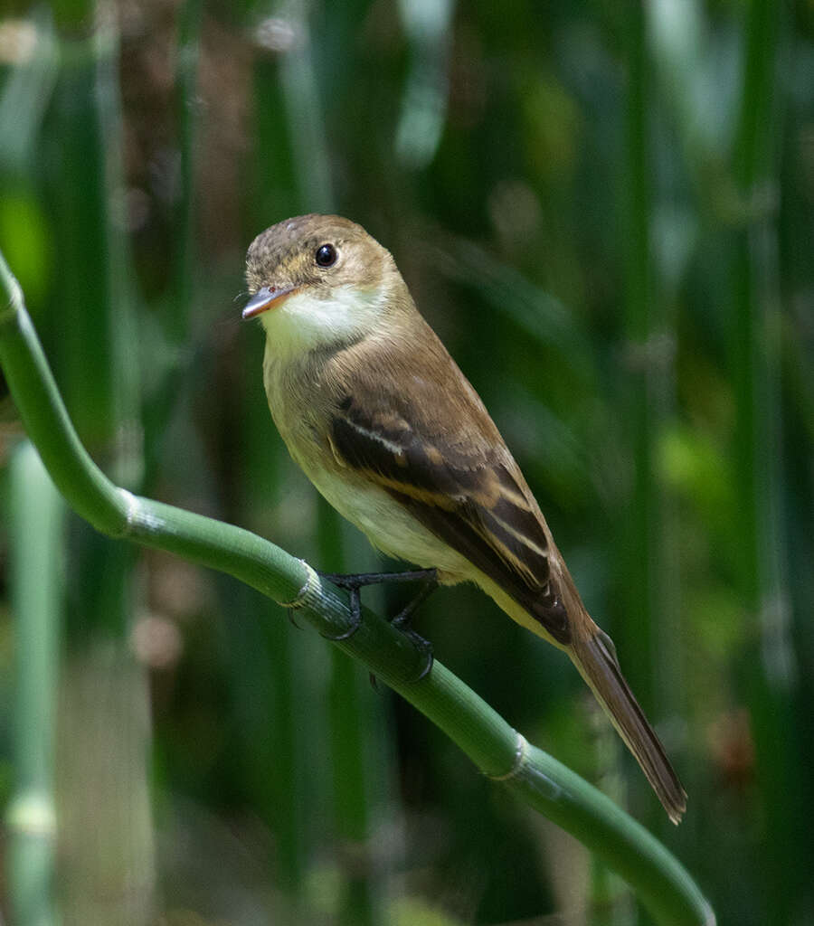 Image of White-throated Flycatcher