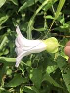 Image de Calystegia silvatica subsp. fraterniflora (Mackenzie & Bush) R. K. Brummitt