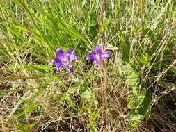 Image of Hoover's brodiaea