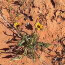 Image of Gazania tenuifolia Less.