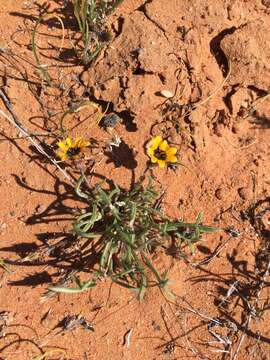 Image of Gazania tenuifolia Less.