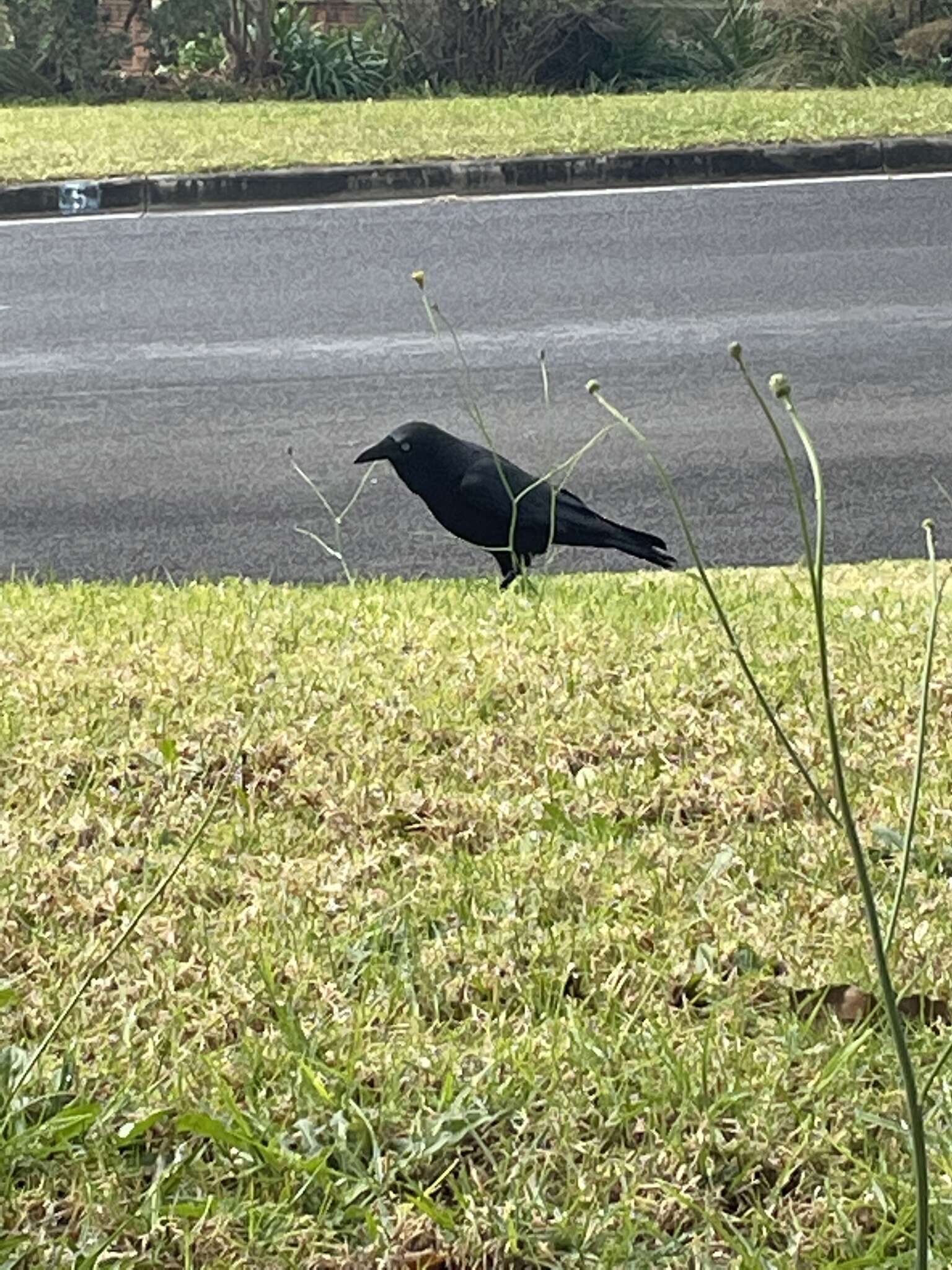 Imagem de Corvus coronoides coronoides Vigors & Horsfield 1827