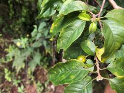 Image of Turraea pubescens Hellen.