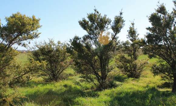 Imagem de Podocarpus totara G. Benn. ex D. Don