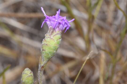 Image of branched blazing star