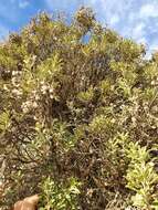 Image of Monro's Ragwort