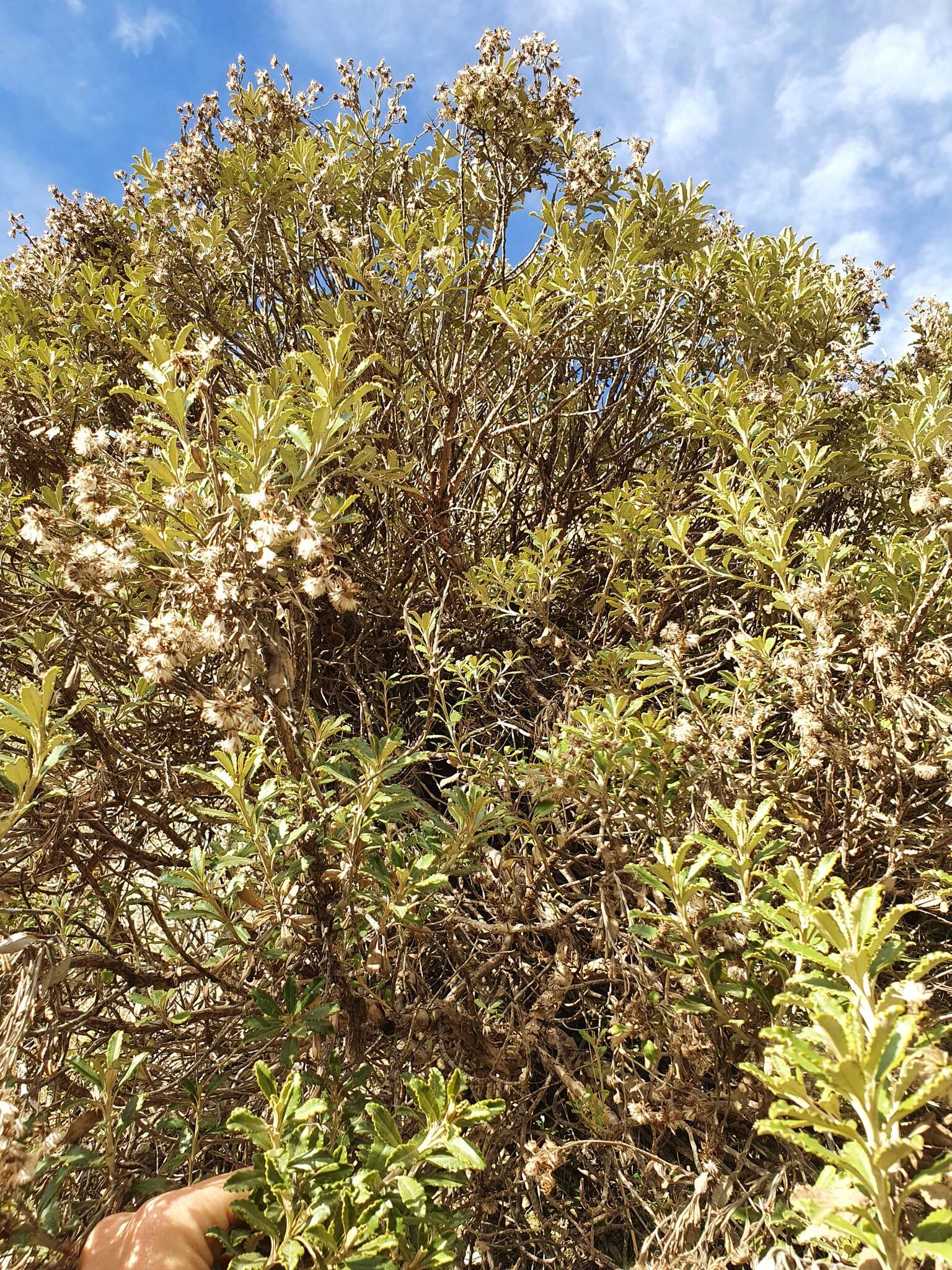 Image of Monro's Ragwort