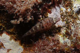 Image of New Zealand urchin clingfish