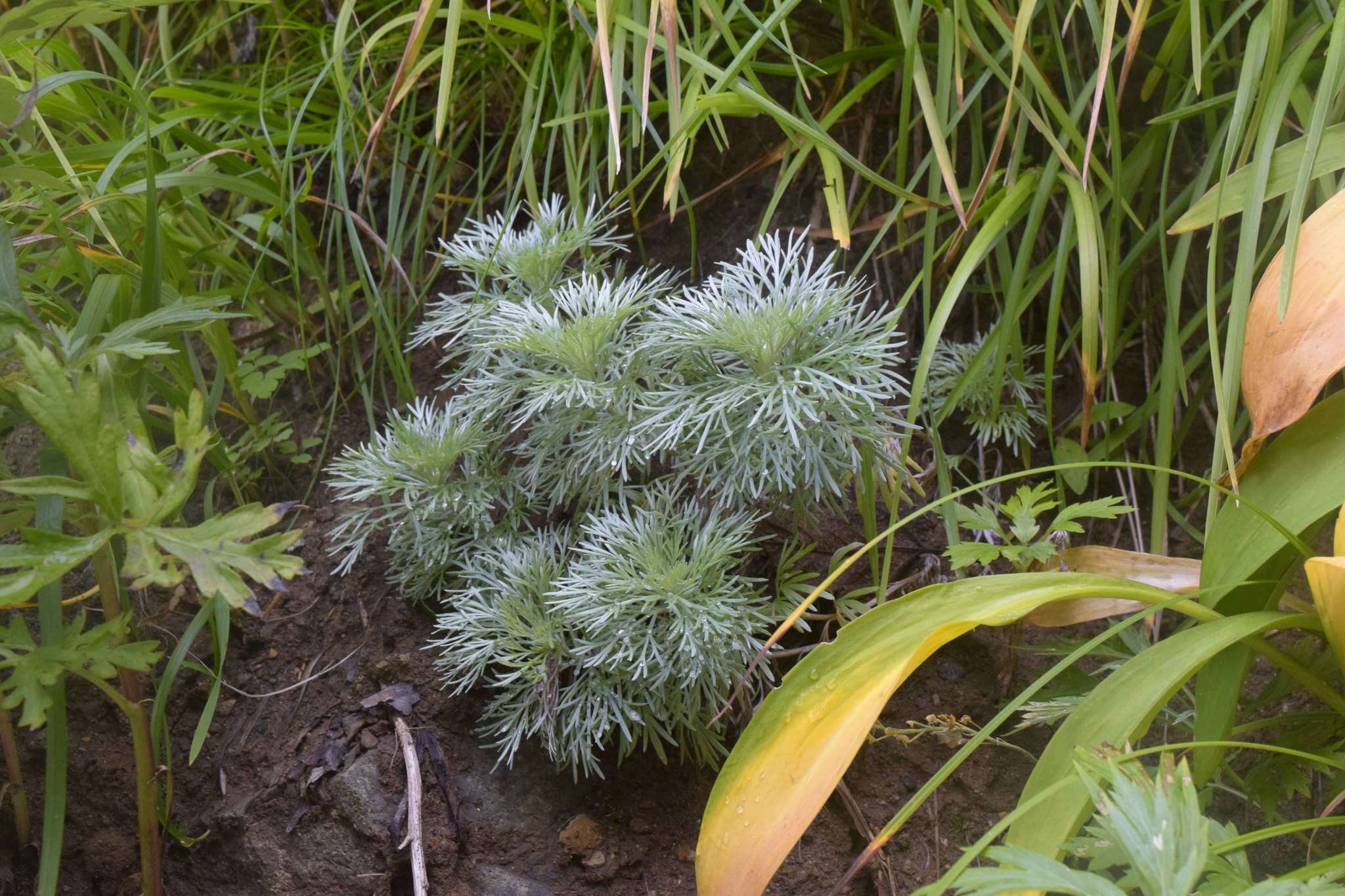 Image of Artemisia schmidtiana Maxim.