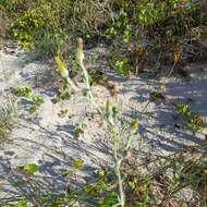 Sivun Tragopogon heterospermus Schweigger kuva