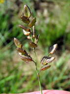 Image of Eragrostis obtusa Munro ex Ficalho & Hiern