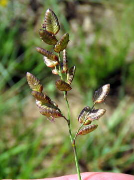 Image of Eragrostis obtusa Munro ex Ficalho & Hiern