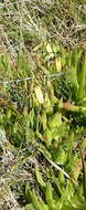 Image of Albuca flaccida Jacq.