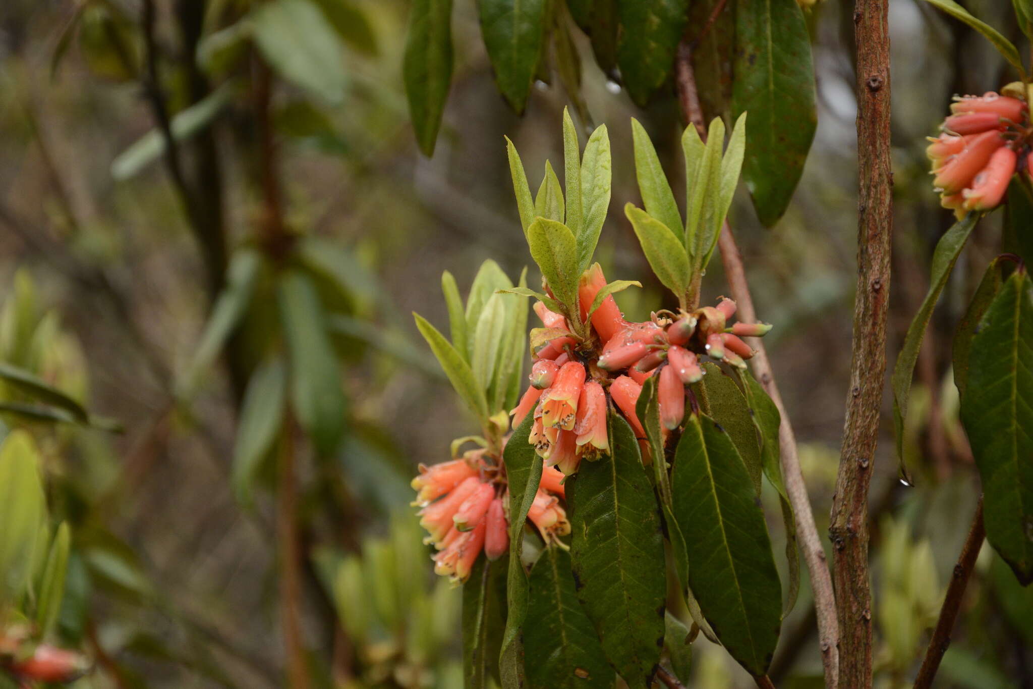 Imagem de Rhododendron keysii Nutt.