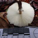 Image of Macrolepiota eucharis Vellinga & Halling 2003